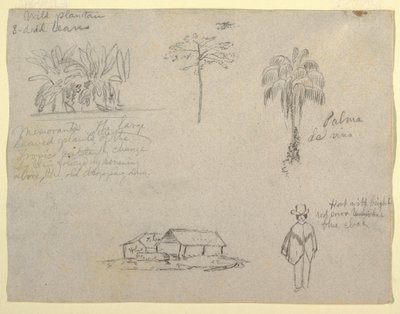 Botanical Sketches, 1853 by Frederic Edwin Church